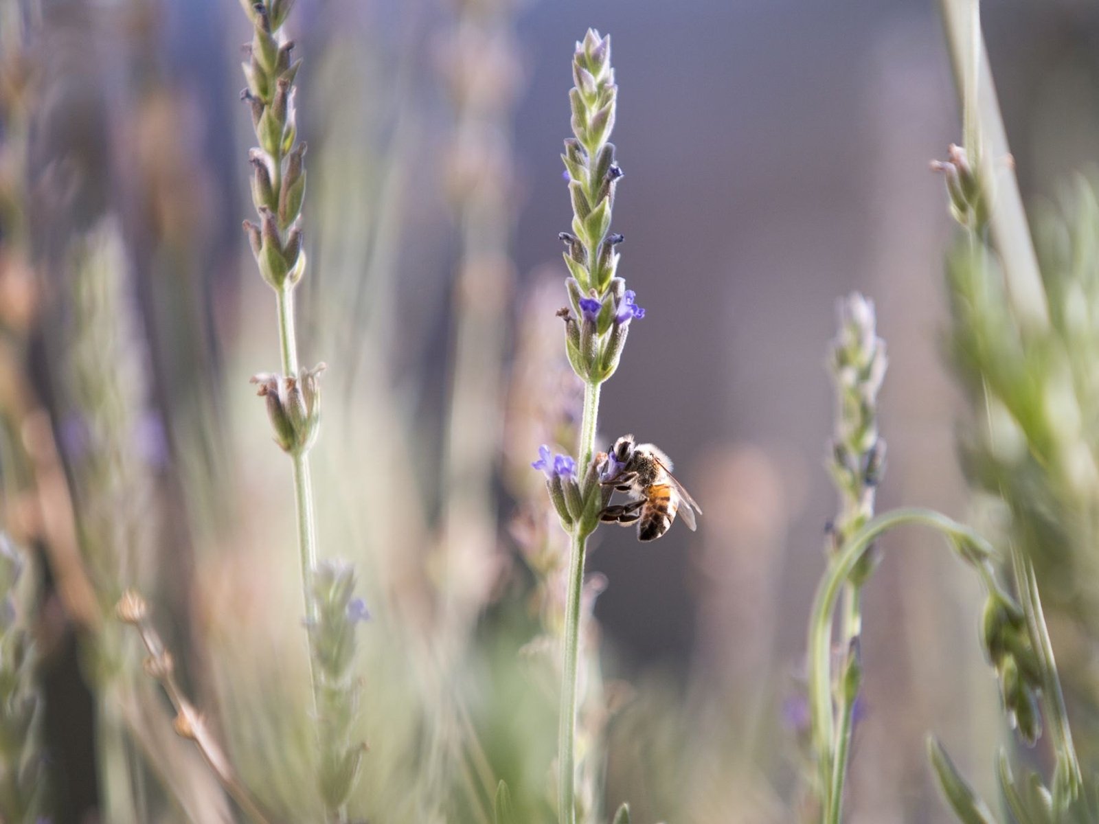Flowering plants that offer food for visiting bees and other pollinators